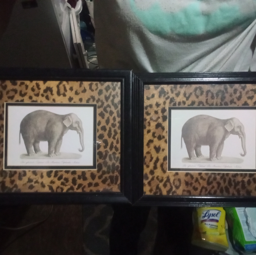 Leopard print photo frames with decorative pictures of animals